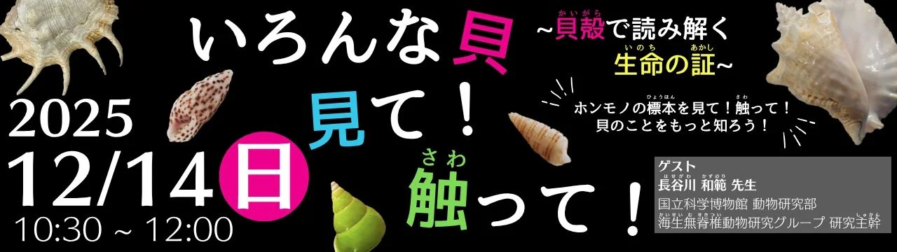 いろんな貝 見て！ 触って！ 〜貝殻で読み解く生命の証〜 | 国立科学