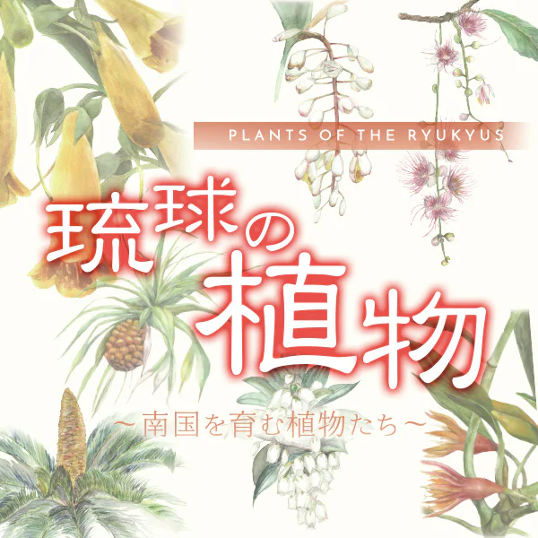 琉球の植物 | 国立科学博物館 National Museum of Nature and Science