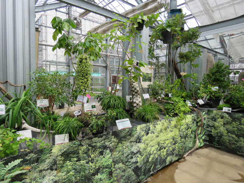 琉球の植物 | 国立科学博物館 National Museum of Nature and Science
