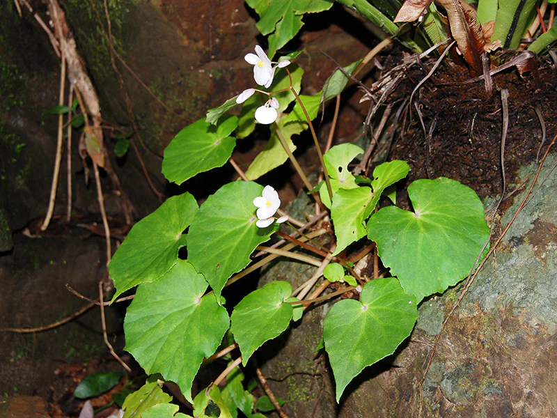 琉球の植物 | 国立科学博物館 National Museum of Nature and Science