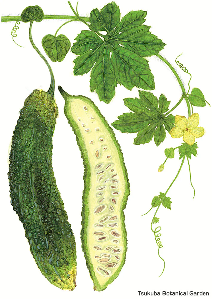 botanical42-03
