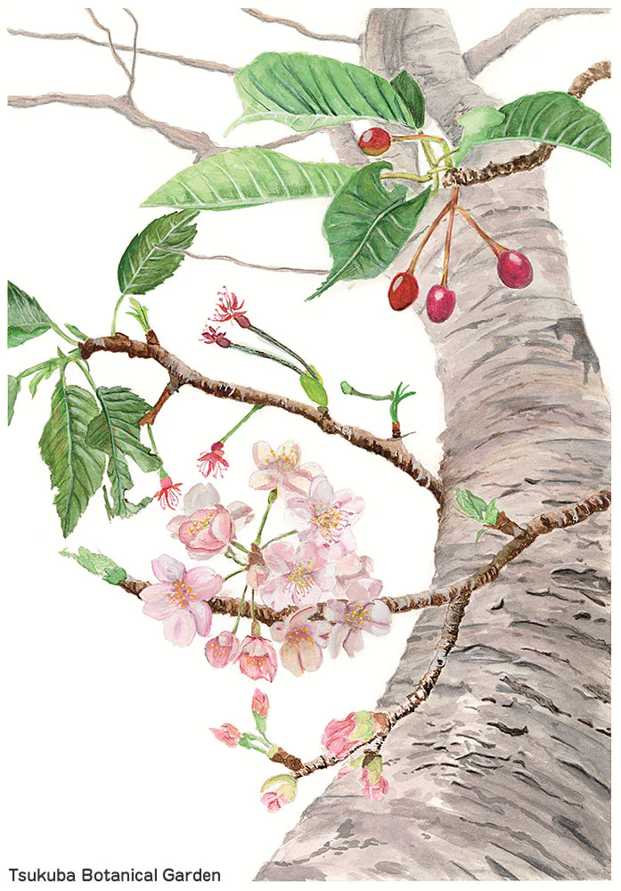 botanical42-02