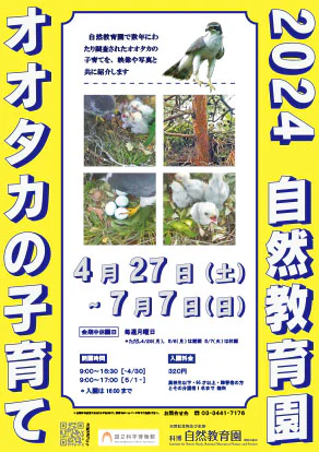 2024自然教育園 オオタカの子育て | 国立科学博物館 National Museum