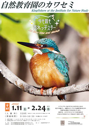 自然教育園のカワセミ～今も昔も売れっ子スター～ | 国立科学博物館