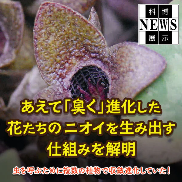 国立科学博物館 かはくオリジナル図鑑 非売品 入手不可 国立科学博物館