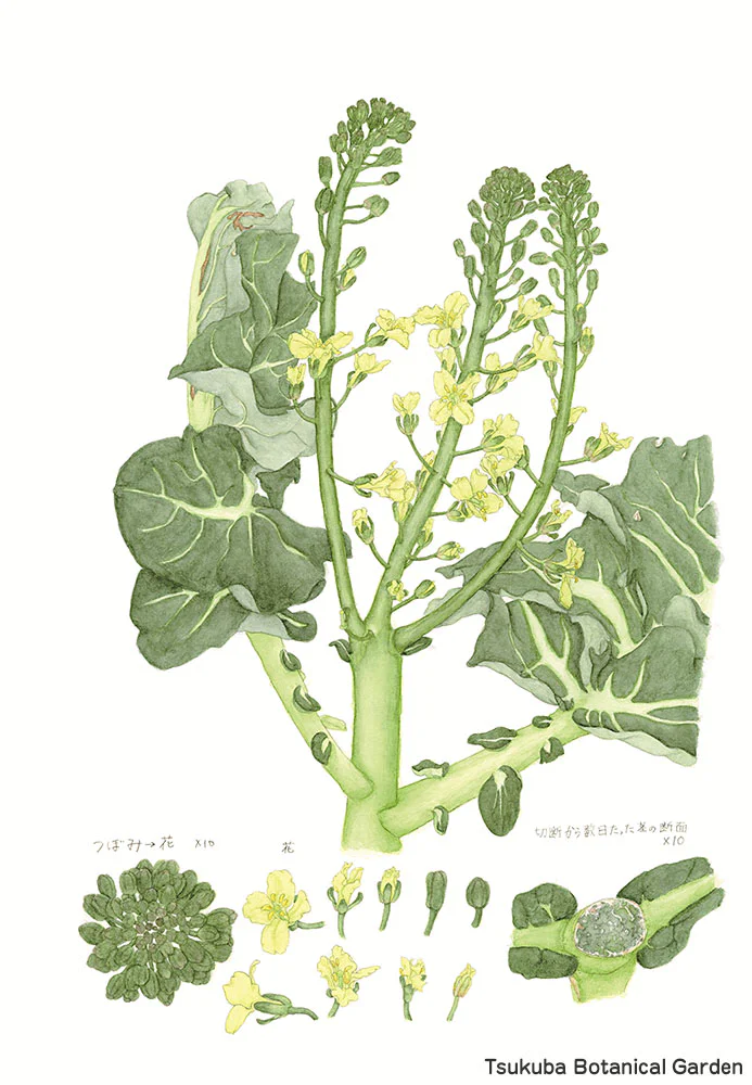 botanical42-06