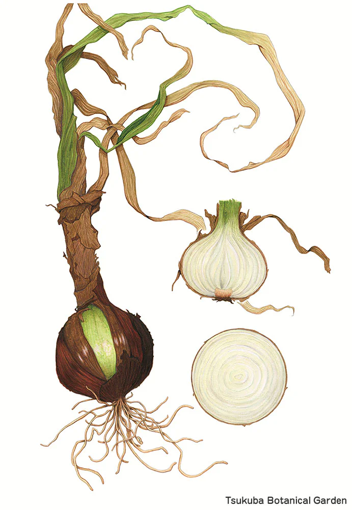 botanical42-05