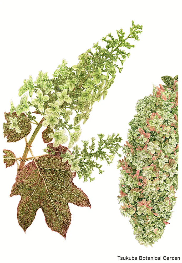 botanical42-04