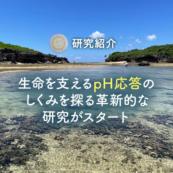 生命を支える「pH応答」のしくみを探る革新的な研究がスタート | 国立