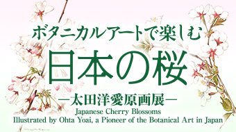 ボタニカルアートで楽しむ日本の桜　－太田洋愛原画展－