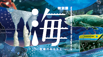 海　―生命のみなもと―<span>（※外部サイト）</span>