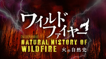 ワイルド・ファイヤー：火の自然史