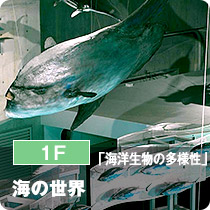 1F「海洋生物の多様性」海の世界