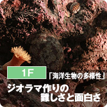 1F「海洋生物の多様性」ジオラマ作りの難しさと面白さ