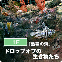 1F「熱帯の海」ドロップオフの生き物たち