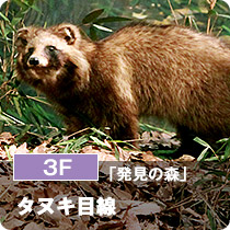 3F「発見の森」タヌキ目線