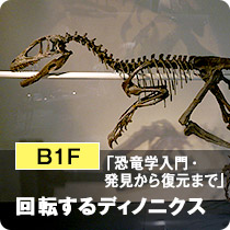 B1F「恐竜学入門・発見から復元まで」回転するディノニクス 