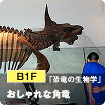 B1F「恐竜の生物学」おしゃれな角竜 