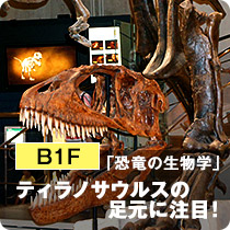 B1F「恐竜の生物学」ティラノサウルスの足元に注目！