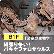 B1F「恐竜の生物学」縄張り争い！パキケファロサウルス