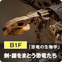 B1F「恐竜の生物学」剣・鎧をまとう恐竜たち