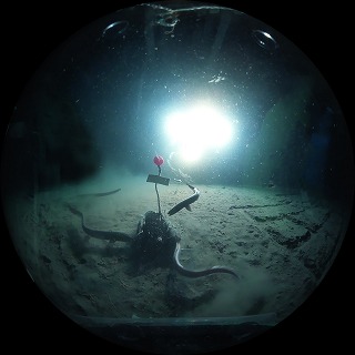 Scene 2 駿河湾の深海底
