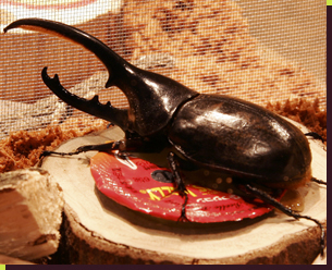 昆虫生体