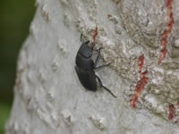 Dorcus parallelipipedus パラレリピペドゥスオオクワガタ(イッサールの森)。オオクワガタに近いとされるためこの和名があるが、日本のコクワガタよりもさらに小さい。夏季に活動し、樹液や熟した果実に集まる。