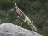 Enpusa pennata クシヒゲカマキリ(リュベロン山地)。奇妙な形をした大型のカマキリ。細くとがった頭について、ファーブルは『昆虫記』の中で「メフィストフェレスのいたずら仕事」と形容した。