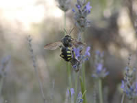 Anthidium florentinum モンハナバチの一種(ヴァントゥー山西麓)。モンハナバチ類はハキリバチ科に属する中型のハナバチで、各種の花に集まり、花粉と蜜を集める。