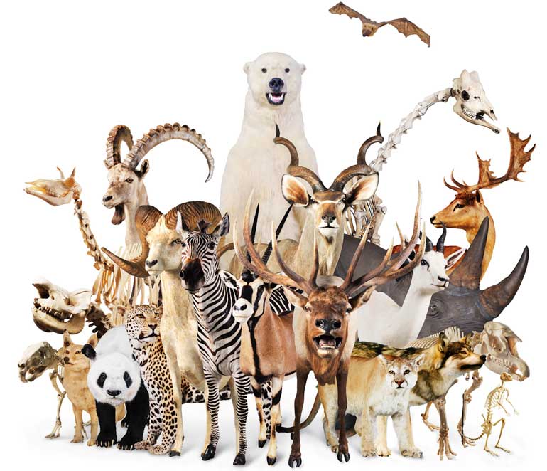 大哺乳類展 陸のなかまたちイメージ