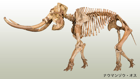特別展「太古の哺乳類展―日本の化石でたどる進化と絶滅―」- 国立科学博物館