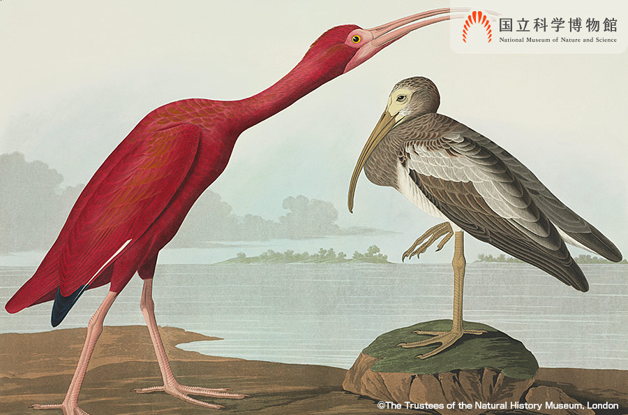 ジョン・オーデュボンの鳥類の画集『アメリカの鳥』