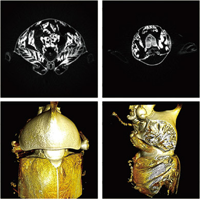 カブトムシのマイクロCTスキャン画像と再構成された3D画像