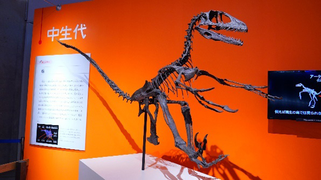 鳥類の起源と初期進化