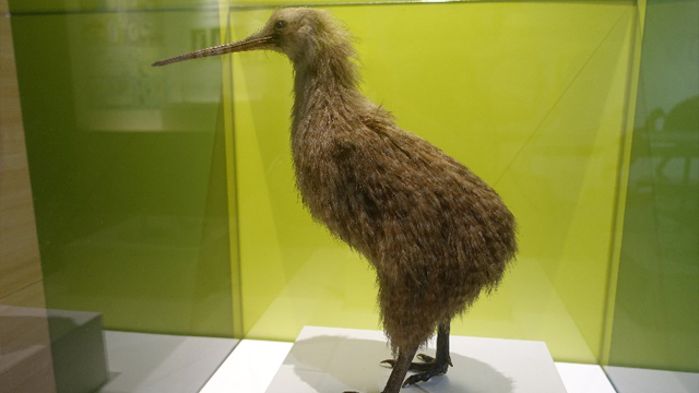 走鳥類のなかま