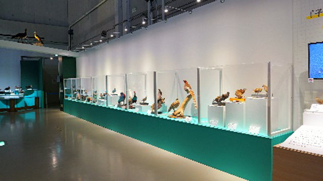 カモやキジのなかま