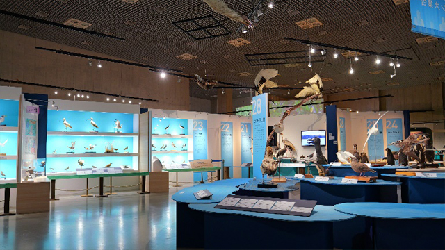 陸鳥や水鳥のなかま