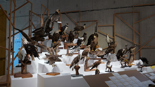 猛禽とそのなかま