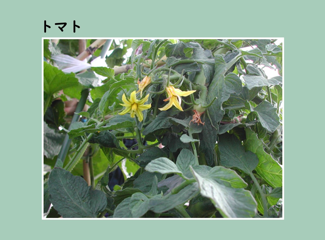 トマトの花