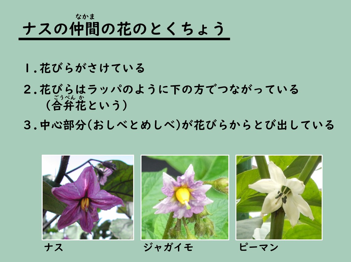 ナスの仲間の花のとくちょう