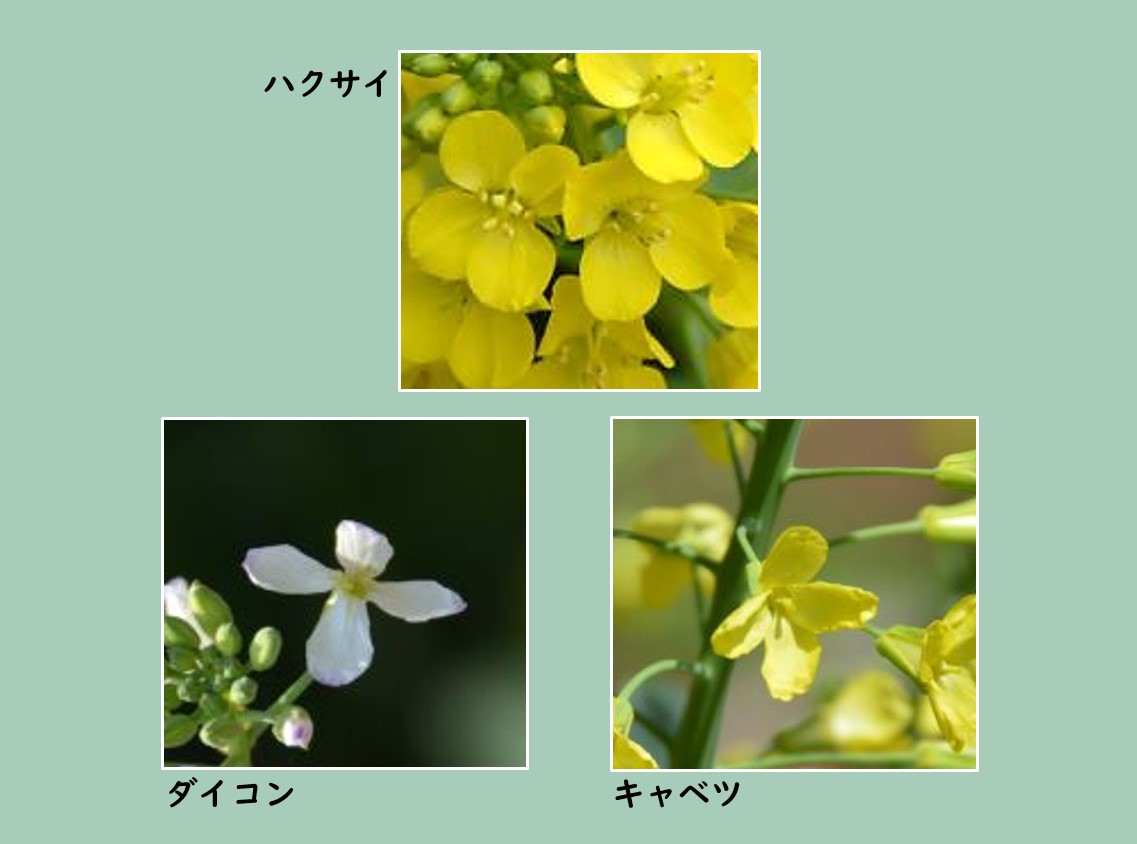 ハクサイとキャベツとダイコンの花