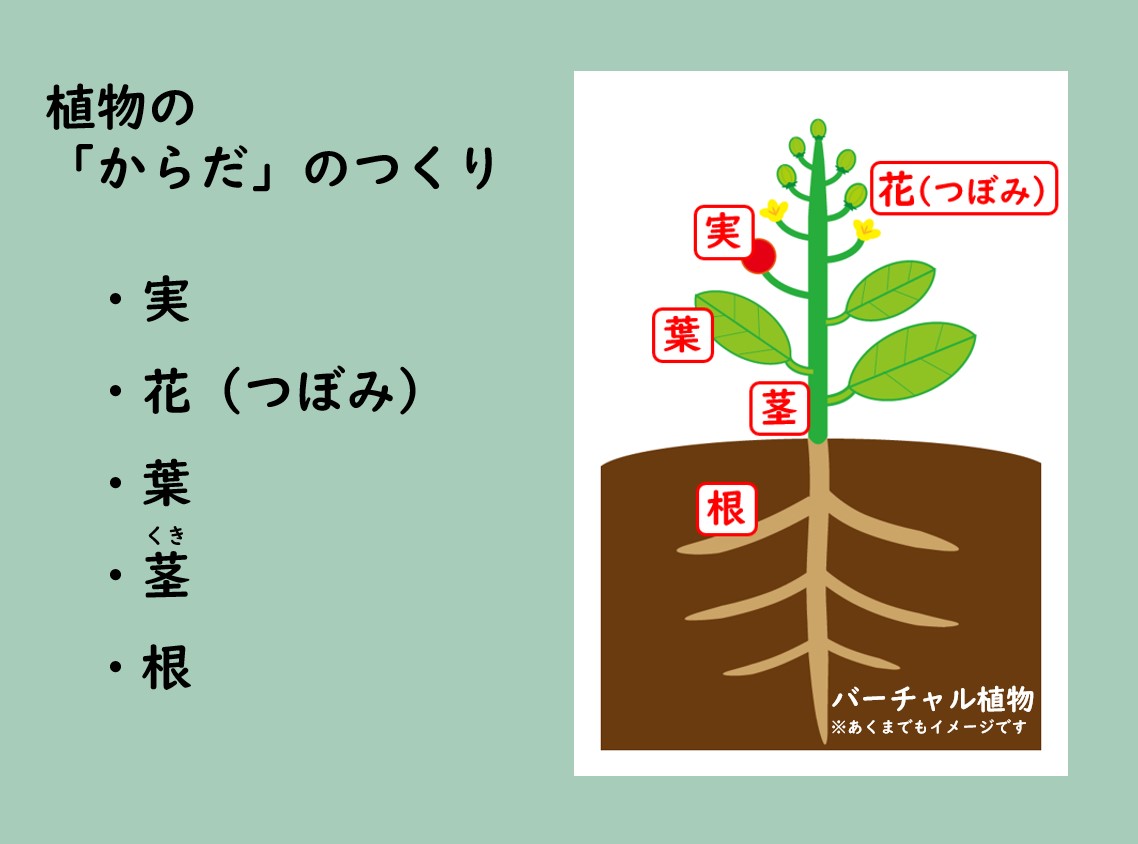 植物の「からだ」のつくり