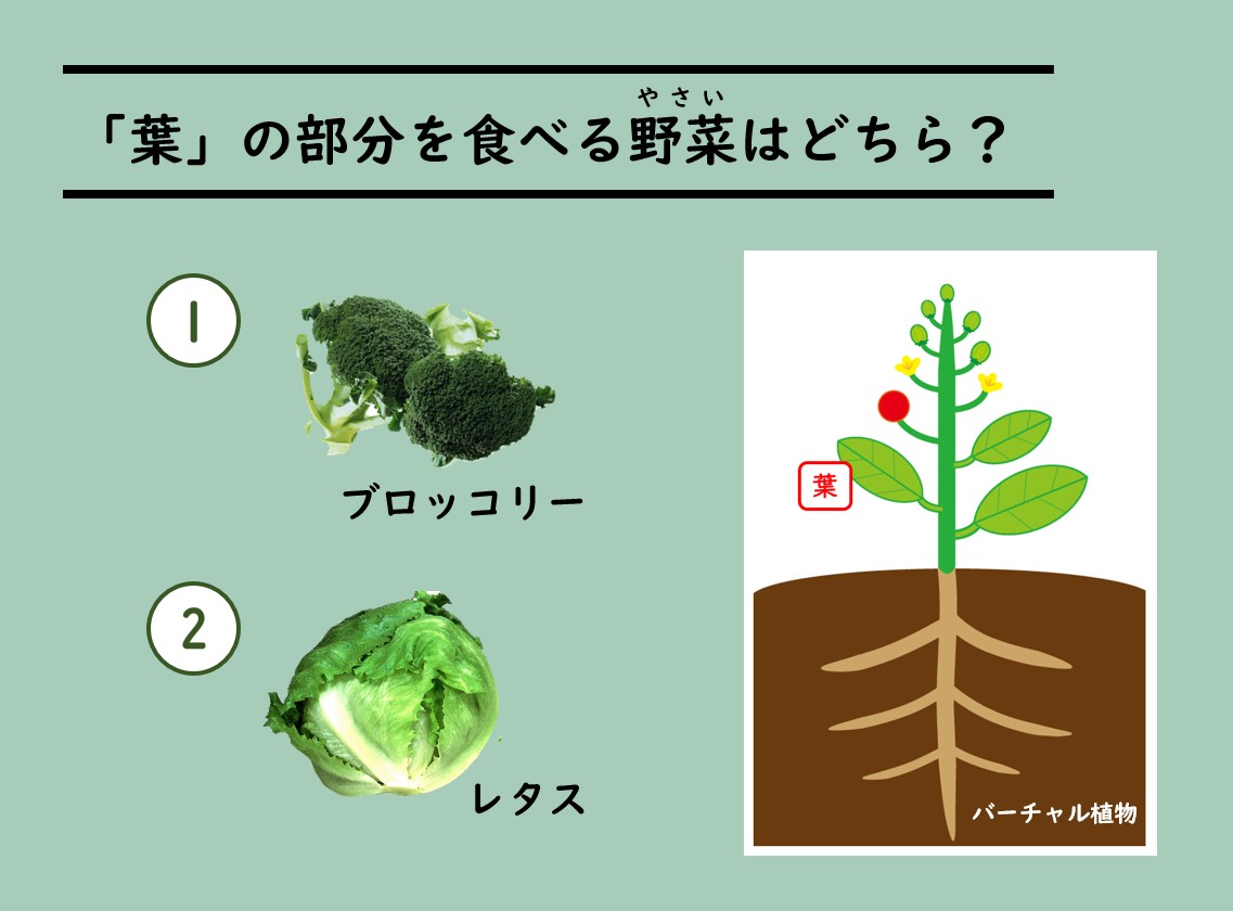 「葉」の部分を食べるﾔｻｲ(やさい)はどちら？