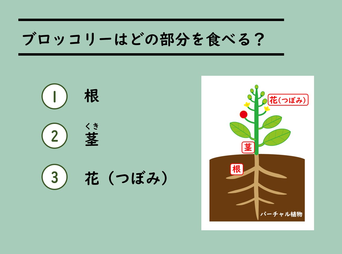 ブロッコリーはどの部分を食べる？