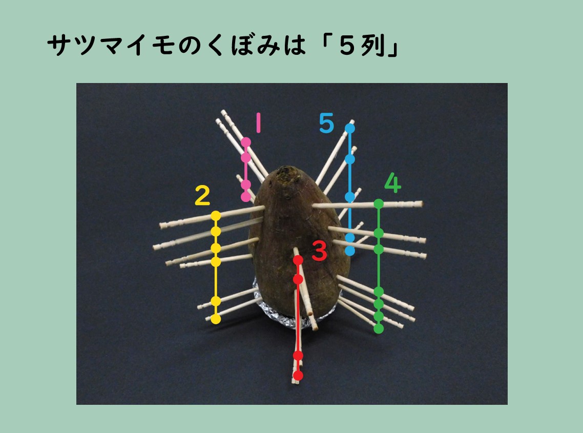 サツマイモの食べる部分は「根」