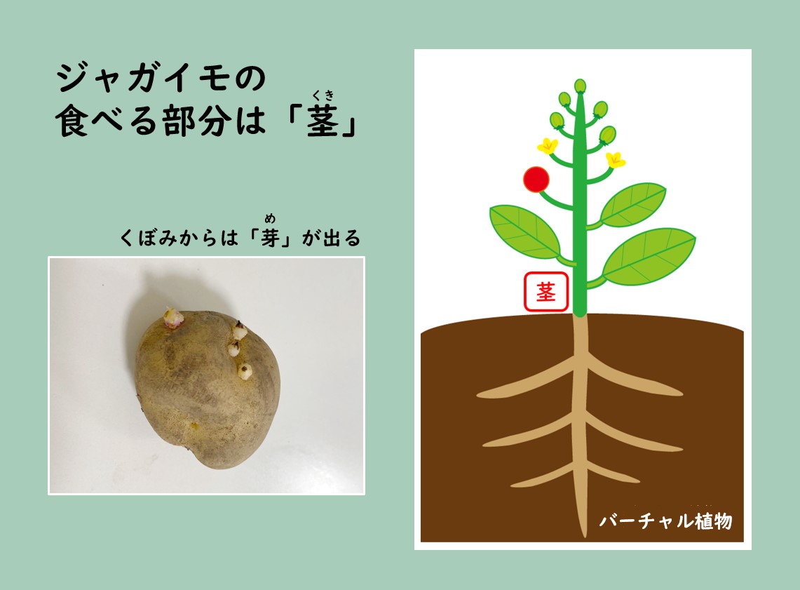 ジャガイモの食べる部分は「茎」