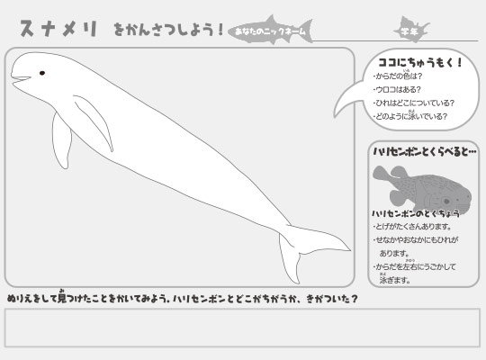 学習 おうちで かはく たんけん教室 国立科学博物館 National Museum Of Nature And Science Tokyo