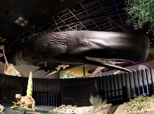 マッコウクジラマッコウクジラ‐イカとくらべると…