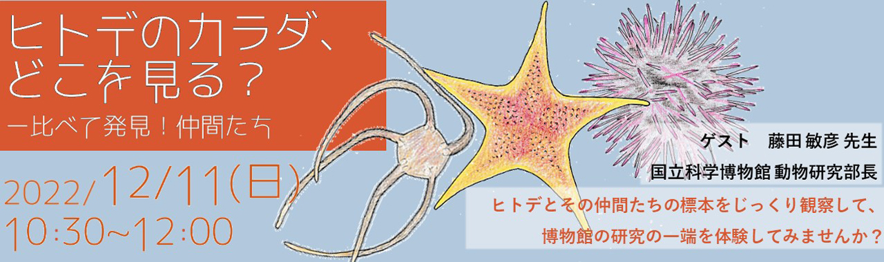 ヒトデのカラダ、どこを見る？　―比べて発見！仲間たち